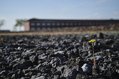 Eine gelbe Blume wächst zwischen den Steinen auf dem Gelände des ehemaligen Häftlinslagers