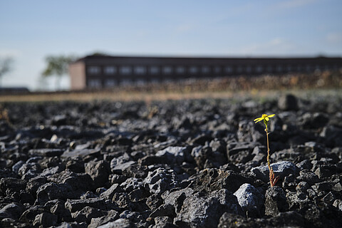 Eine gelbe Blume wächst zwischen den Steinen auf dem Gelände des ehemaligen Häftlinslagers
